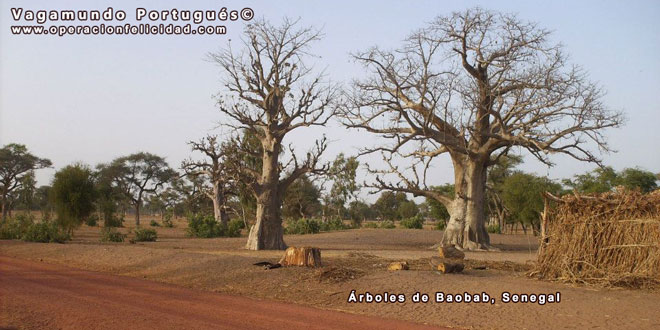 Foto Arboles de Baobab en Senegal