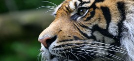 Foto majestuoso tigre - El poder esta dentro de ti