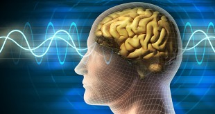 El cerebro y sus secretos