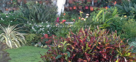 Foto jardín - flores variedad