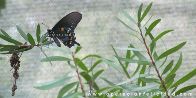 Foto hermosa mariposa - Cambios-Transformación