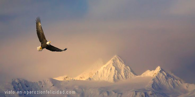 Aguila-volando-sobre-montanas-Eres-un-aguila